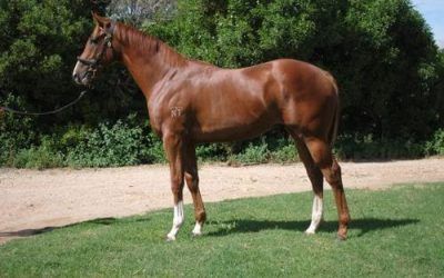 Now Syndicating a Haradasun – Bellediction Colt