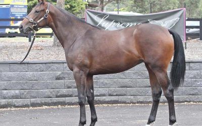 Now Available shares in our Tale Of The Cat (USA) filly.