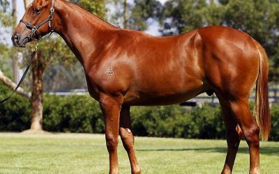 Starcraft (NZ) Colt Purchased At Easter Sale