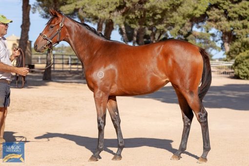 2YO ANDERS - OUR EXCHANGE FILLY
