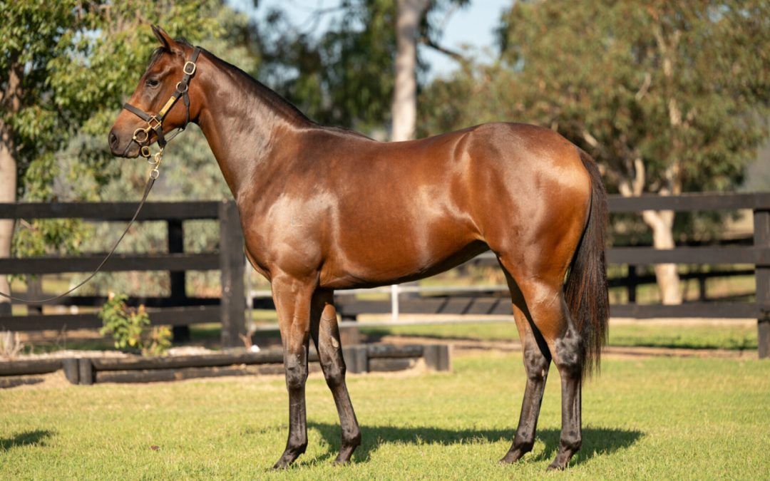 DUNDEEL – ATOMIC PULSE FILLY