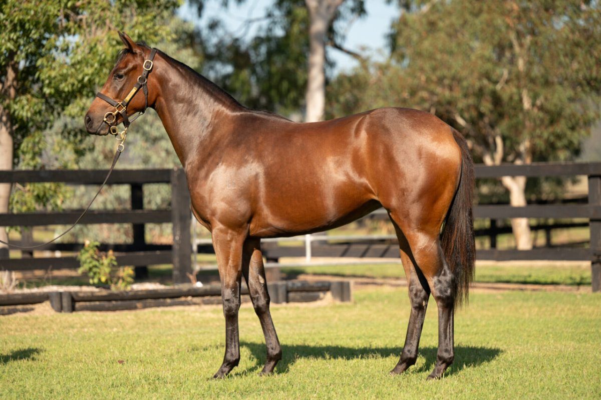DUNDEEL – ATOMIC PULSE FILLY