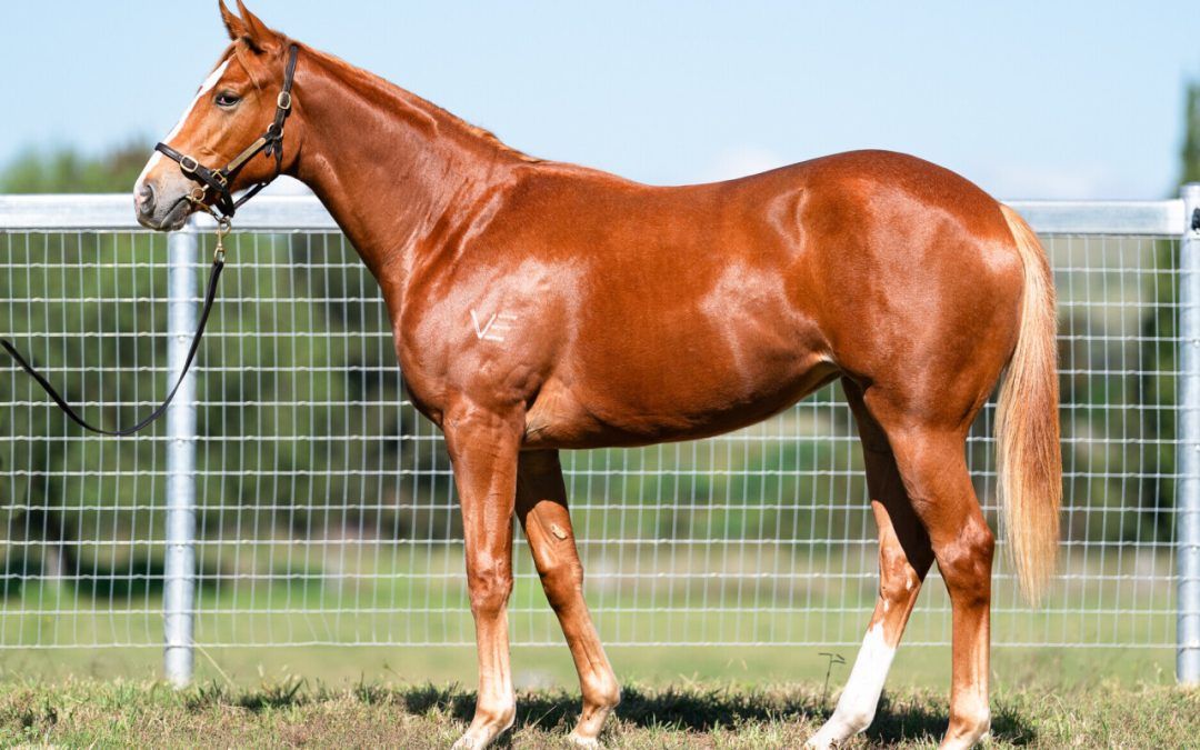 PARIAH – GLADTOBEHOME FILLY