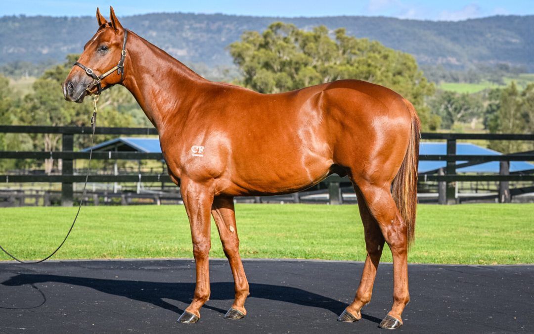 GRAFF – OH LEARNED ONE GELDING
