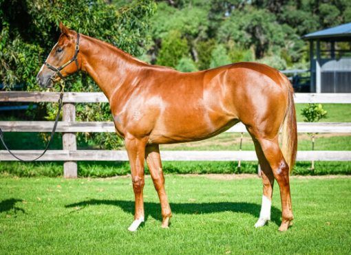 RUSSIAN REVOLUTION - SHEIKHA FILLY