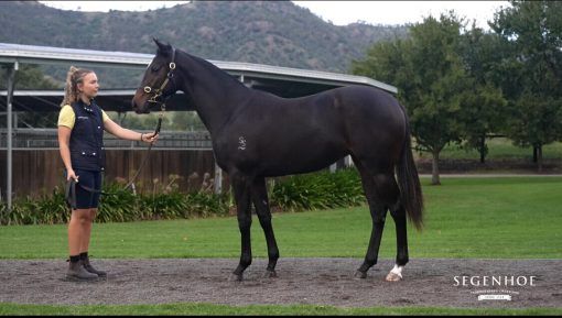 PIERRO - SPURS AND SASHES FILLY