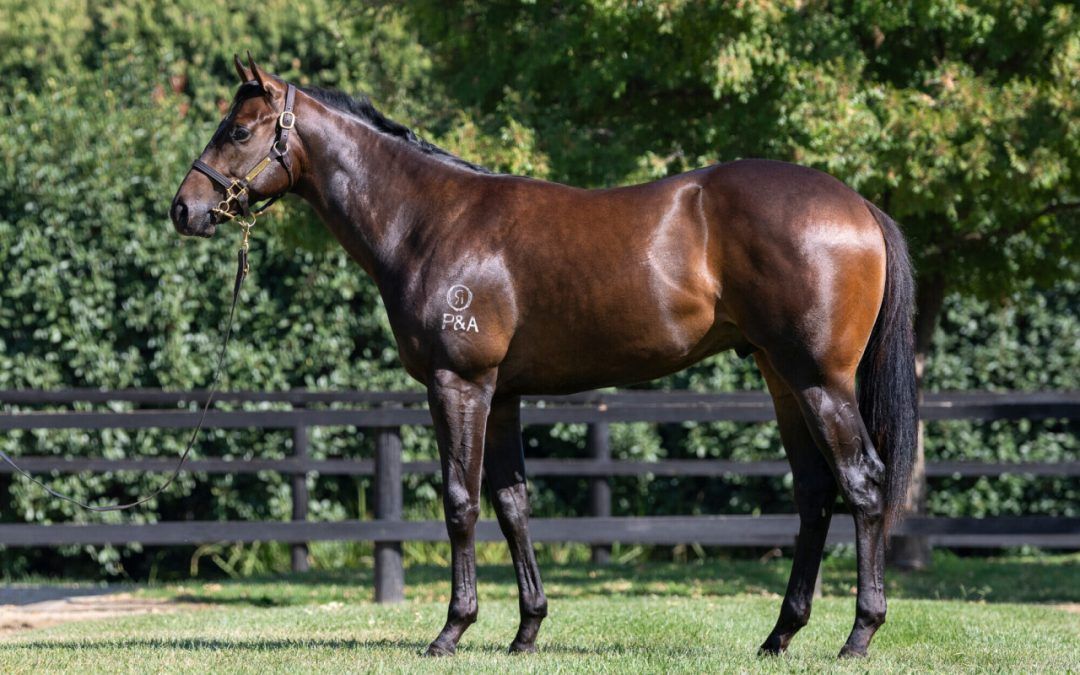 EXCEEDANCE – BELLA PRONTO COLT