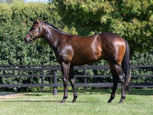 EXCEEDANCE - BELLA PRONTO COLT