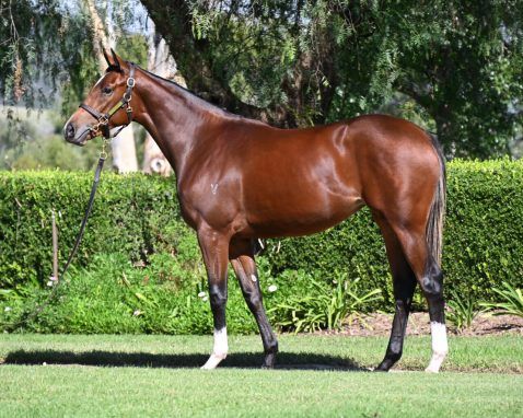 DUNDEEL (NZ) - JOSDESANIMAUX FILLY