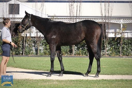 DIRTY WORK - VANDALUSCIUOS FILLY