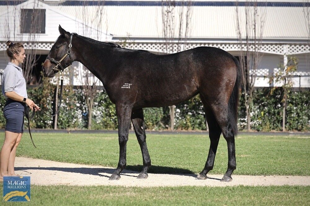 DIRTY WORK – VANDALUSCIUOS FILLY