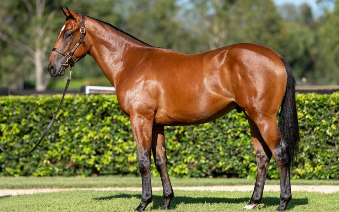 HELLBENT – BONITA AURELIA (NZ) GELDING