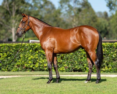 HELLBENT - BONITA AURELIA (NZ) GELDING