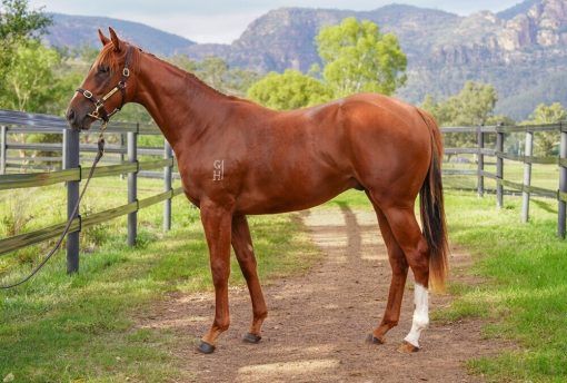 BEST OF BORDEAUX - SERVE AND VOLLEY COLT