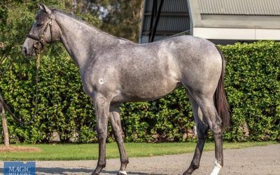 Six in total from Magic Millions