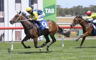 Superbellaa to take on Stakes company