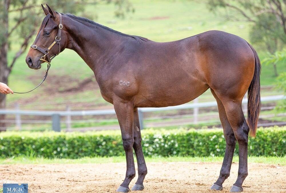 Great start for stable at Magic Millions