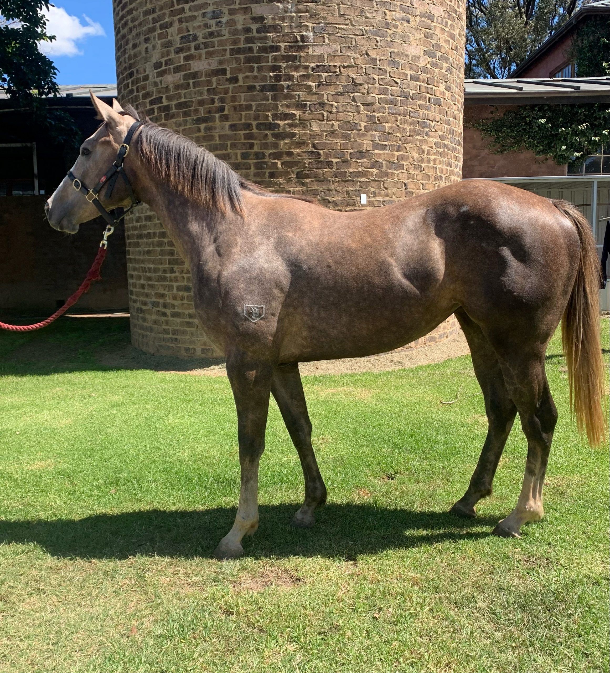 IMPENDING FILLY - DEC 21