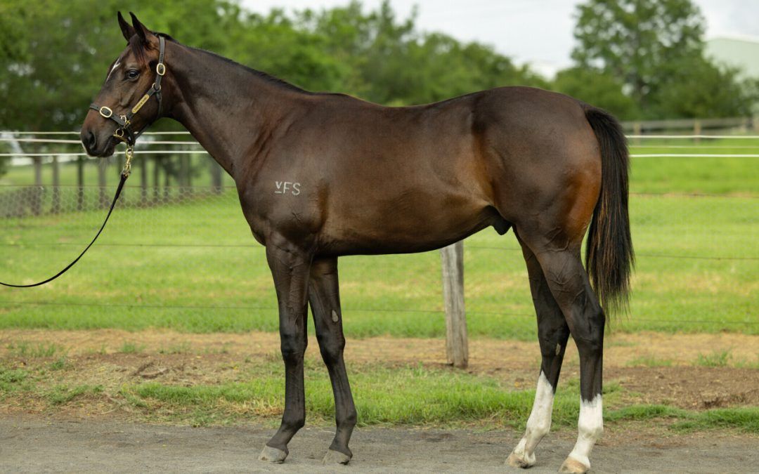 Adelaide X Bec Said No Credit Colt