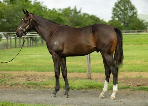 Adelaide X Bec Said No Credit Colt