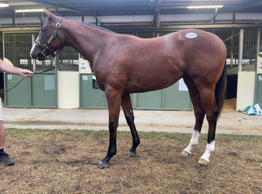 Tiger Of Malay - Unguarded filly