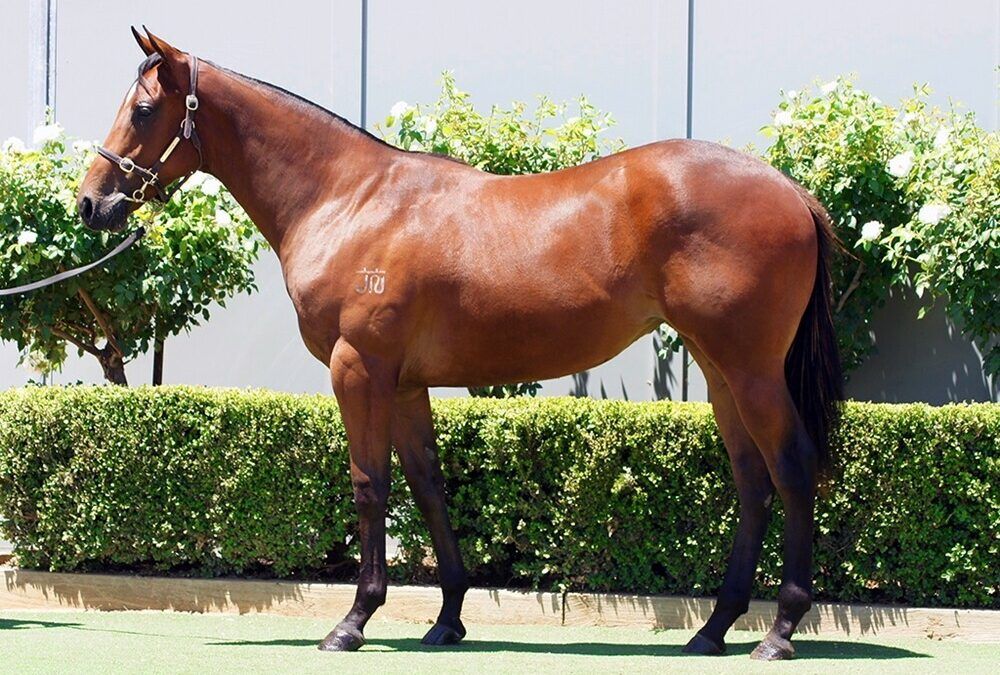 Acrobat – She Brings Hope filly