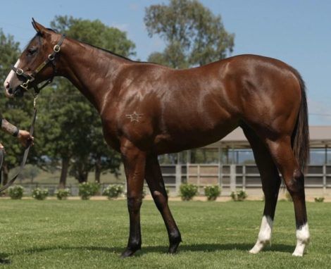 Tiger Of Malay - Unguarded filly