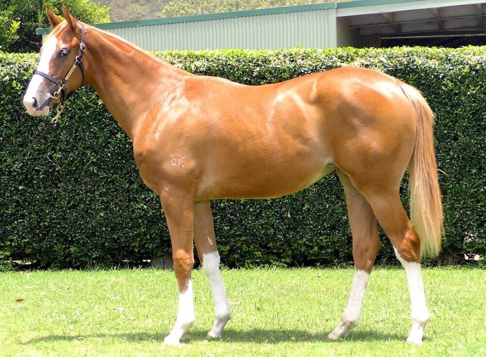 Farnan – Banda Spice Filly