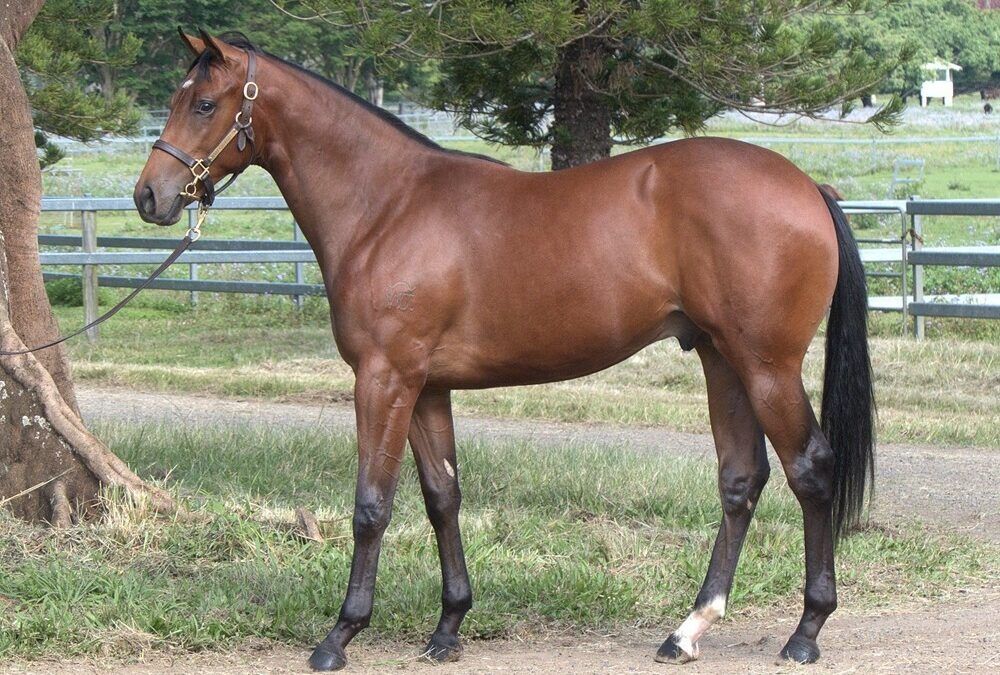 Tassort – Shagra Colt