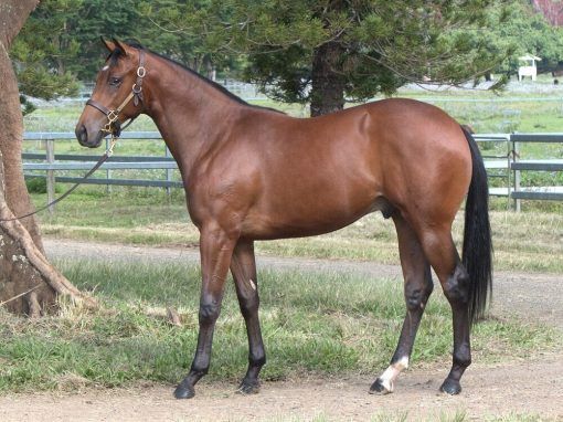 Tassort - Shagra Colt