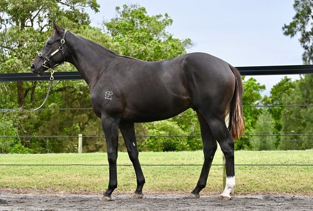 Yes Yes Yes – Beylando Colt