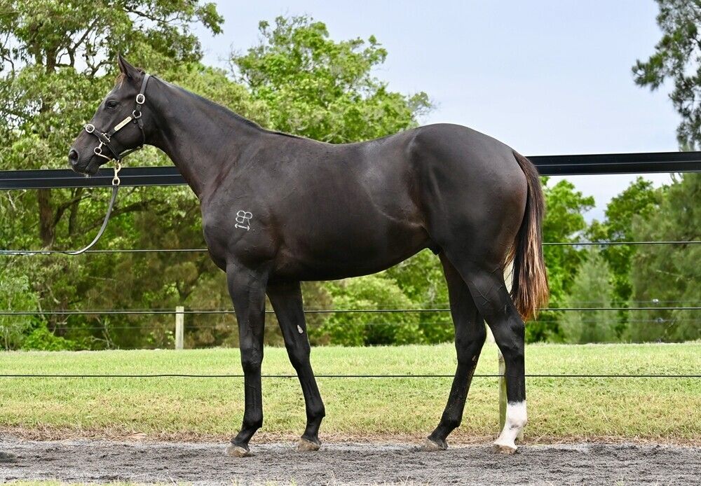 Yes Yes Yes – Beylando Colt