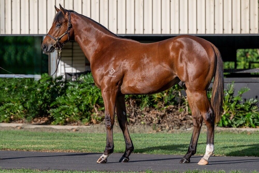 Russian Revolution – Queen Of Dubai Colt