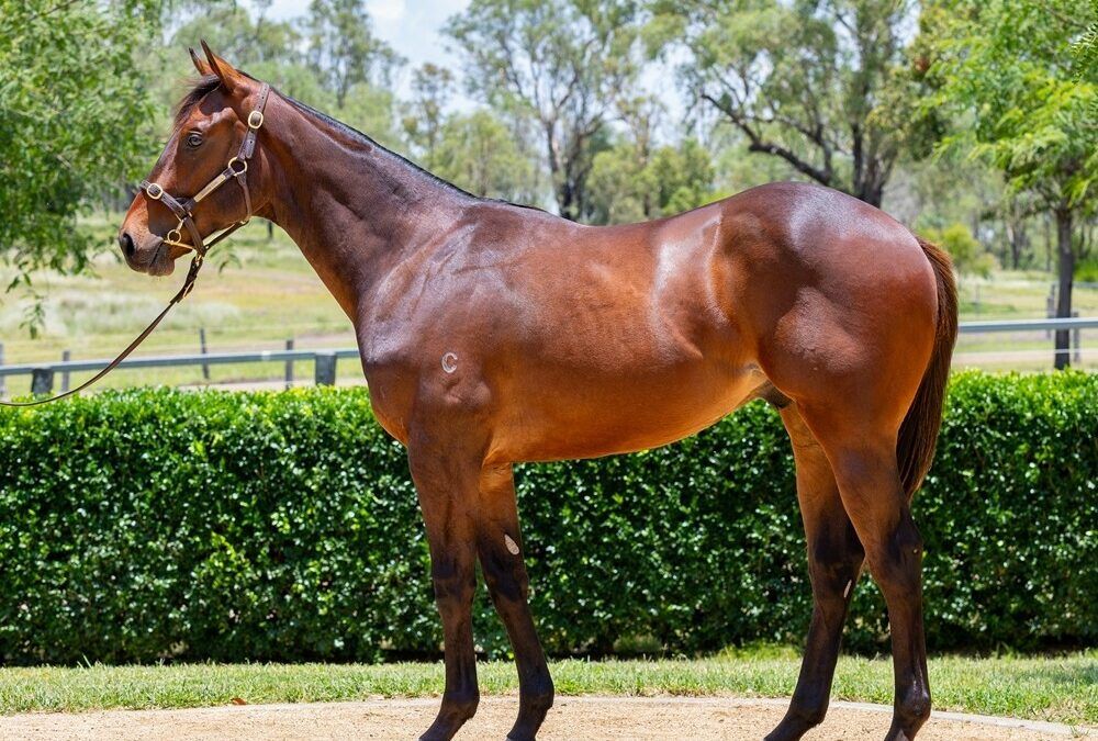 Daumier – Spinning Quarters colt