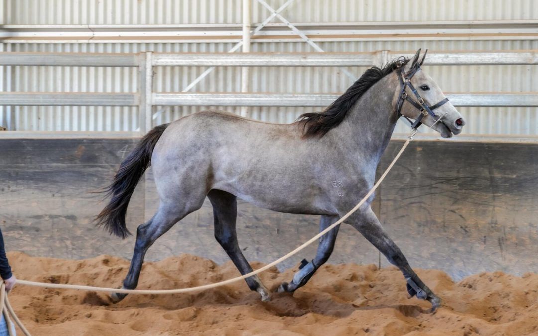 Admire Mars – Swift Lady Filly