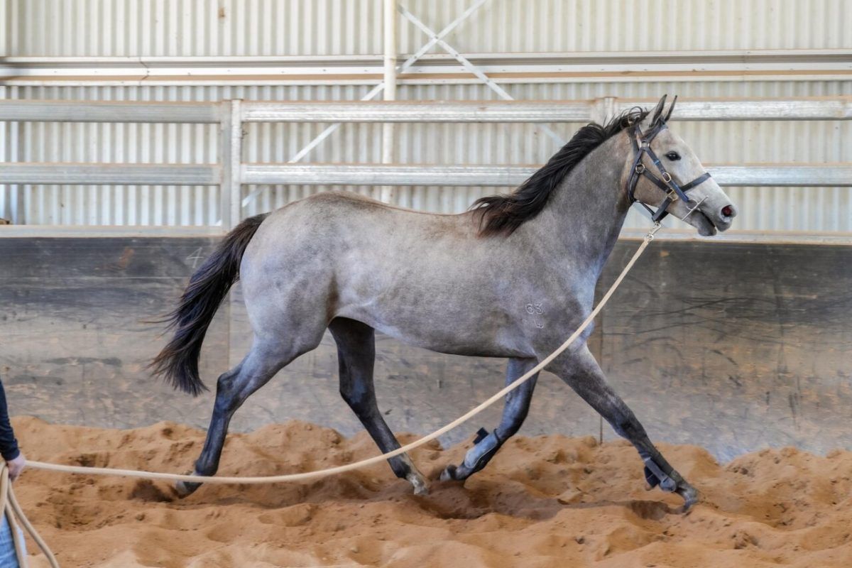 Admire Mars – Swift Lady Filly