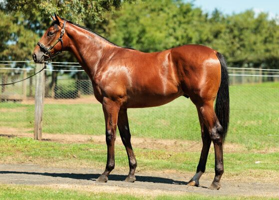 Anamoe – Lasqueti Spirit colt