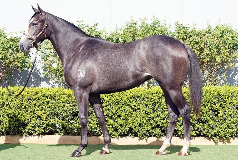 D’Argento – Spiced Delight Filly