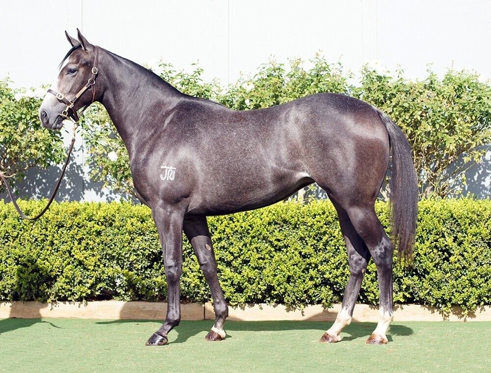 D’Argento – Spiced Delight Filly