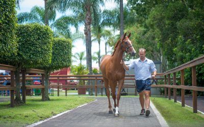 Goodwin Racing bound for Gold Coast Magic Millions