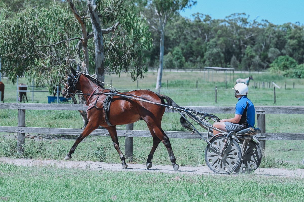 NEVER TROT LODGE