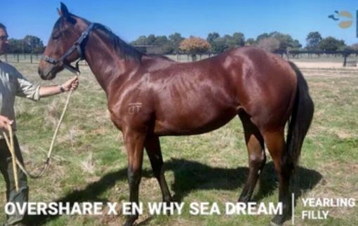 Overshare X En Why Sea Dream
