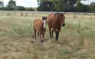 Laming Racing welcomes another baby