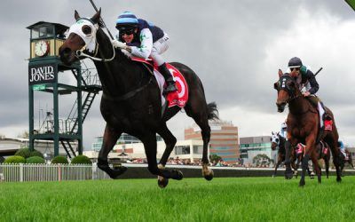 New Zealand Horses make there mark in AUS