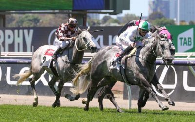 The Laming Yard Scores More Winners With Limited Acceptors – Highlighted By An All Grey Winner On Cup Day