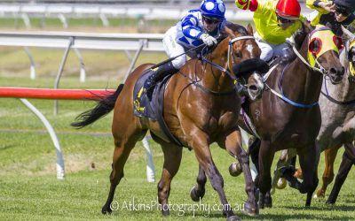 Interstate Success for Zorro’s Dream