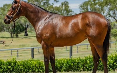 Seacryption Freedman’s First Magic Millions 2yo runner