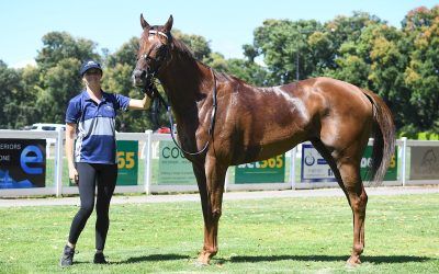 Kathy’s Beau wins for the Whorlow Family