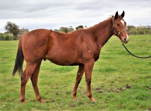 Squamosa X Believe 'n' Conquer Colt 2019